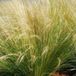 Arborix Stipa Tenuifolia 6 x Vedergras pot 9x9cm