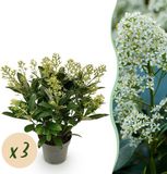 Plantenboetiek.nl Skimmia japonica Finchy - Bloem Wit - 3 Planten - Winterhard - Ø15cm - 30cm hoog