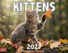 KingCompany Schattige Kittens Kalender 2027