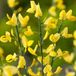 Arborix Cytisus Praecox 'Allgold' - Brem - 40-60 cm in pot