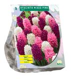 Baltus Bollen Hyacinth mixed pink 9 stuks