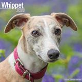 Whippet Avonside Whippet Kalender 2026