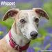 Whippet Avonside Whippet Kalender 2026