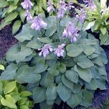 Arborix Hosta 3 x Hosta 'Blue Cadet'- Hartlelie pot 9x9cm