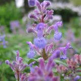 Bol 6 x Nepeta Mussinii - Kattekruid pot 9x9cm