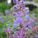 Arborix Bol 6 x Nepeta Mussinii - Kattekruid pot 9x9cm
