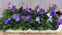 Warentuin Natuurlijk Grootbloemige violen blauw 18 stuks in bak