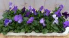 Warentuin Natuurlijk Grootbloemige violen blauw 18 stuks in bak