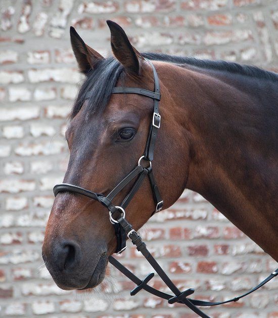 Linda Tellington-Jones Lindell | Full - Black - Bitless Bridle - Horse