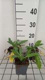Groendecor Tuinarchitectuur 6x Papaver - Papaver or. 'Allegro' | pot de 9x9 cm