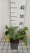 Groendecor Tuinarchitectuur 6x Papaver - Papaver or. 'Allegro' | pot de 9x9 cm
