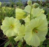 Arborix Alcea rosea 'Aurea' - Stokroos pot 9x9 cm