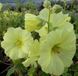 Arborix Alcea rosea 'Aurea' - Stokroos pot 9x9 cm