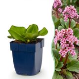 Green boutiQ - Vasteplant - Bergenia cordifolia - Schoenlappersplant - Schaduw - Roze - 12 Planten - Pot 11cm - Hoogte 15-25cm