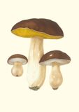 Carnet - Champignons comestibles et vénéneux