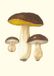 Carnet - Champignons comestibles et vénéneux
