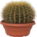 Plant in a Box Echinocactus grusonii Schoonmoedersstoel Cactus Bol Cactus Pot 25cm Hoogte 25–35cm