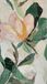 livingwalls Cosmopolitan livingwalls vliesbehang met abstract design in groen, beige, roze – panoramisch motiefbehang floral 8,80 x 0,53 m – 791443
