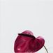 Merkloos / Sans marque Poster - Rood-Paars Gekleurd Blad - 100x100 cm - Glanzend
