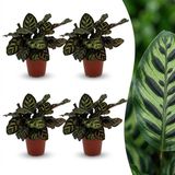 Green boutiQ - Calathea Makoyana - Pauwenplant - 4 Planten - Pot 12cm - Hoogte 25cm
