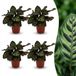 Green boutiQ - Calathea Makoyana - Pauwenplant - 4 Planten - Pot 12cm - Hoogte 25cm