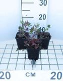 GRDplanten Groendecor Tuinarchitectuur 6x Lupine - Lupinus hybr. 'Gallery Red' | 9x9 cm pot