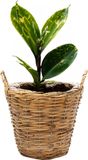 Mega Collections Planten/bloemen mand Cuba - rotan - lichtbruin - D17 x H14 cm - plantenpot voor buiten