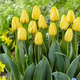 Merkloos / Sans marque Dutch Bulbs B.V. Tulpen Bloembollen Winterhard - Single Yellow Passion - 25 stuks - Geel