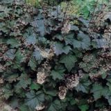 Arborix Heuchera 6 x Brizoides 'Schneewittchen' - Purperklokje pot 9x9cm