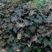 Arborix Heuchera 6 x Brizoides 'Schneewittchen' - Purperklokje pot 9x9cm