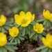 Green boutiQ - 200x Eranthis Cilicica - Cilicisch winterakoniet - Geel - Voorjaarsbloeier - Bolmaat 4/5