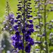 Griffioen QFB Gardening Ridderspoor (Delphinium) 'Black Knight' | 1 stuk | Bijen- en vlinderplant | Bijentuin | Bloeiende vaste plant | bloemenpracht in de zomer | 11x11 cm Kwekerspot | Paars