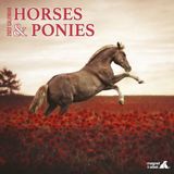 Magnet & Steel Paarden & ponies - Wandkalender 2022