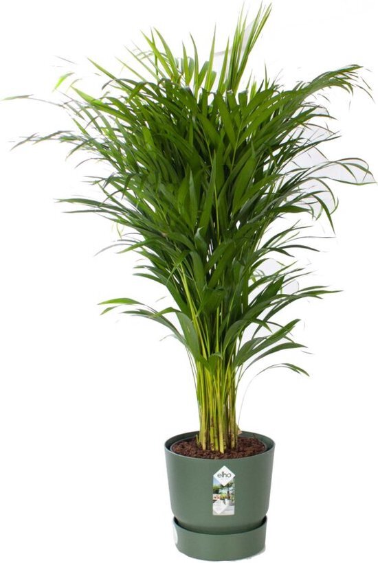 Areca palm met Elho pot groen ↨ 120cm - hoge kwaliteit planten