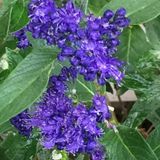 Arborix Caryopteris Clandonensis 'Heavenly Blue' - Blauwe Spirea - 25-30 cm in pot