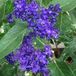 Arborix Caryopteris Clandonensis 'Heavenly Blue' - Blauwe Spirea - 25-30 cm in pot