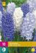 Jub Holland Hyacint Blue Water Mix Bloembollen - 10 stuks