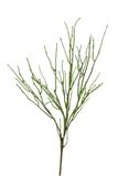 Louis Maes Takje l77 cm groen kunstbloemen