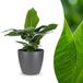 Green boutiQ Musa Oriental Dwarf - Dwergbanaan - 1 Plant - Groen - Pot 12cm - Hoogte 30cm