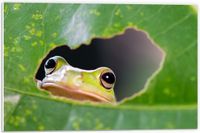MijaCulture Forex - Kikker kijkend door Gat in Blad - 60x40cm Foto op Forex