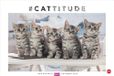 Whiskas Katzenkalender 2026: Foto-Wandkalender mit süßen Katzen und lustigen Geschichten. Wandkalender 2026 in schönem Design. Bildkalender 2026. Querformat 45 x 30 cm.