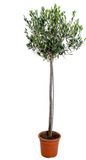 Bloomique Olea Europaea Olijfboom op Stam Tuinplanten Winterhard Hoogte 100-120 cm Pot 21 cm