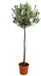 Bloomique Olea Europaea Olijfboom op Stam Tuinplanten Winterhard Hoogte 100-120 cm Pot 21 cm