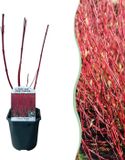 Plantenboetiek.nl Cornus sibirica Rode Takken Struik 40-50cm Hoog Ø18cm