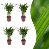 Green boutiQ Areca Lutescens Goudpalm 4 Planten Pot 12cm Hoogte 45cm