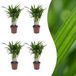 Green boutiQ Areca Lutescens Goudpalm 4 Planten Pot 12cm Hoogte 45cm
