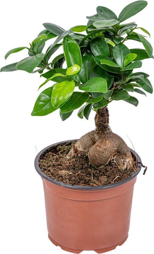 Bonsai boompje - Ficus 'Ginseng' - Pot 12 cm - 35 cm hoog