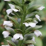 Arborix 6x Acanthus mollis 'Rue Ledan' Pot 9x9cm