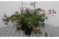 GRDplanten Ooievaarsbek 6x Ooievaarsbek - Geranium cant. 'Cambridge' | 9x9 cm pot