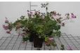 GRDplanten Ooievaarsbek 6x Ooievaarsbek - Geranium cant. 'Cambridge' | 9x9 cm pot